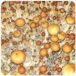 Псилоцибиновые (галлюциногенные) грибы в Сургуте Psilocybin "Golden Teacher" Псилоцибиновые (галлюциногенные) грибы в Сургуте Psilocybin "Golden Teacher"