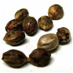 Семена марихуаны АК-47  (Seeds AK-47) в Сургуте